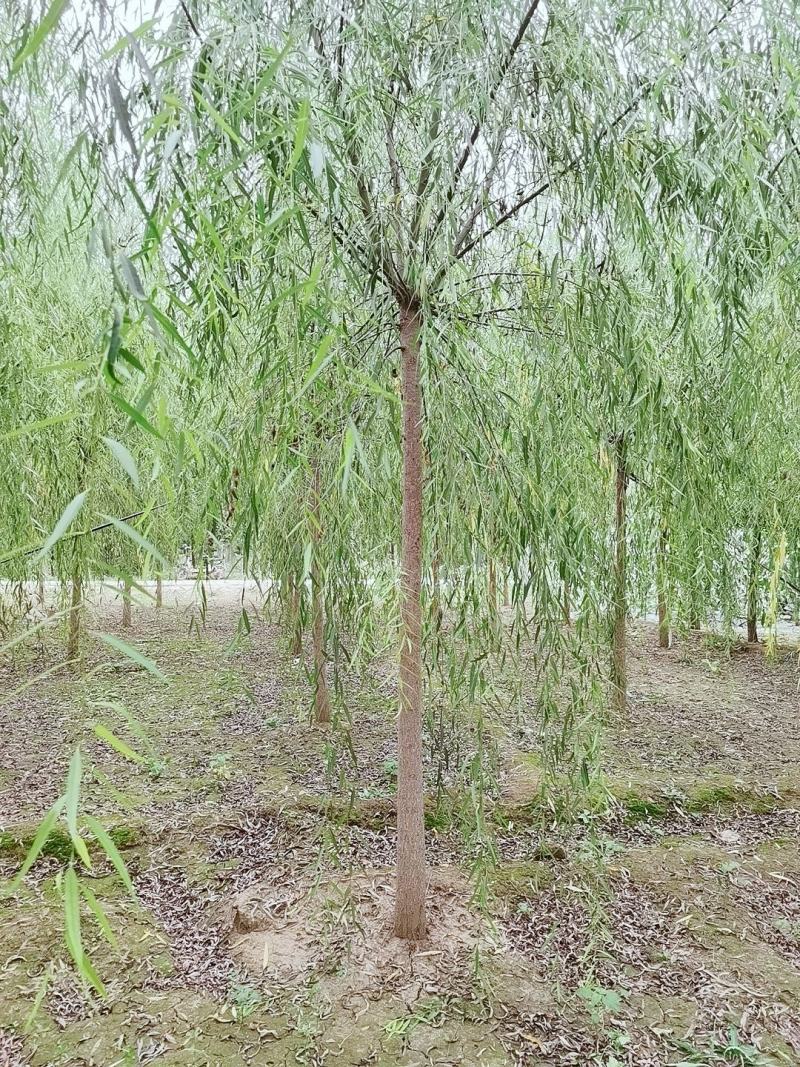 15公分精品原生冠垂柳出售需要的联系绿曦苗圃