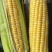 湖北太阳500亩产地直销