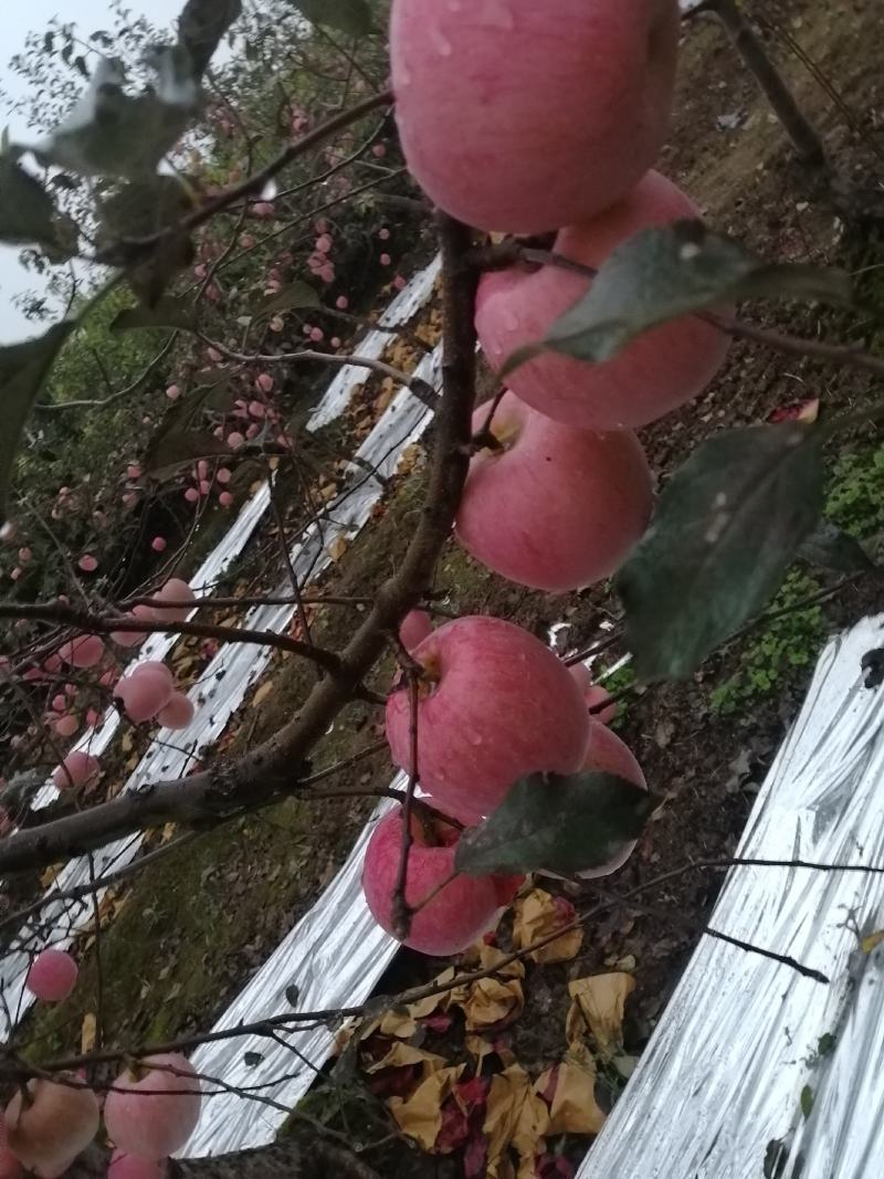 【红富士苹果】陕西礼泉纸袋红富士苹果大量供应基地直发