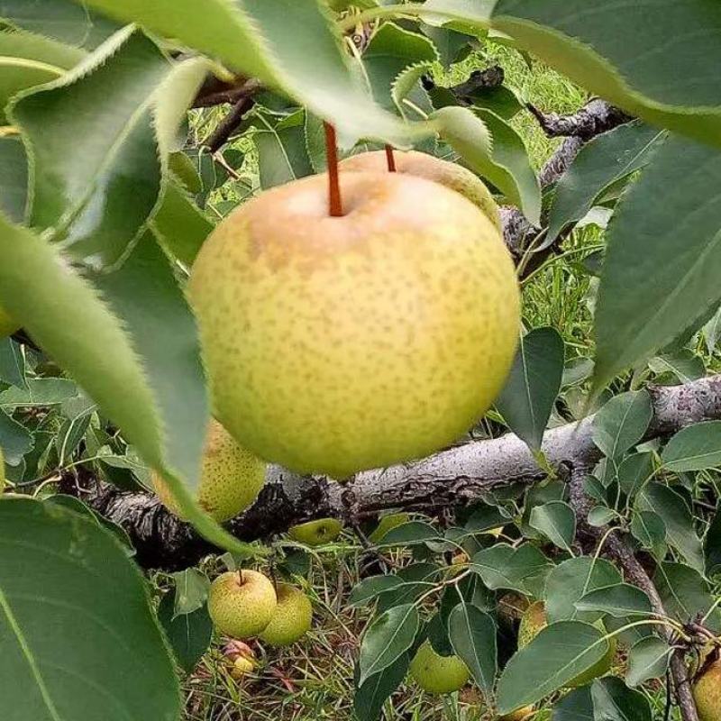 绥中县花盖梨基地，秋分后上市，光果，合作社自产优质货源