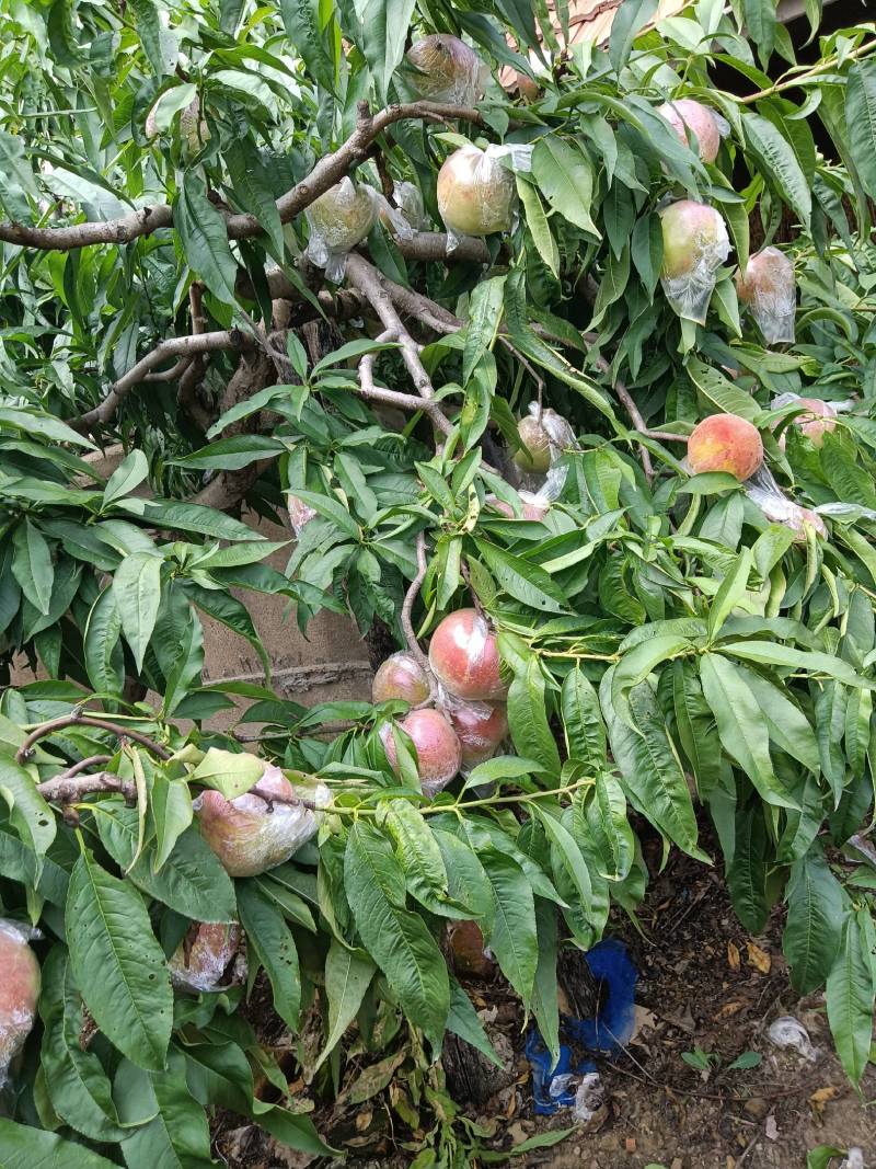 永莲蜜桃