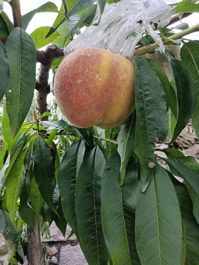 永莲蜜桃
