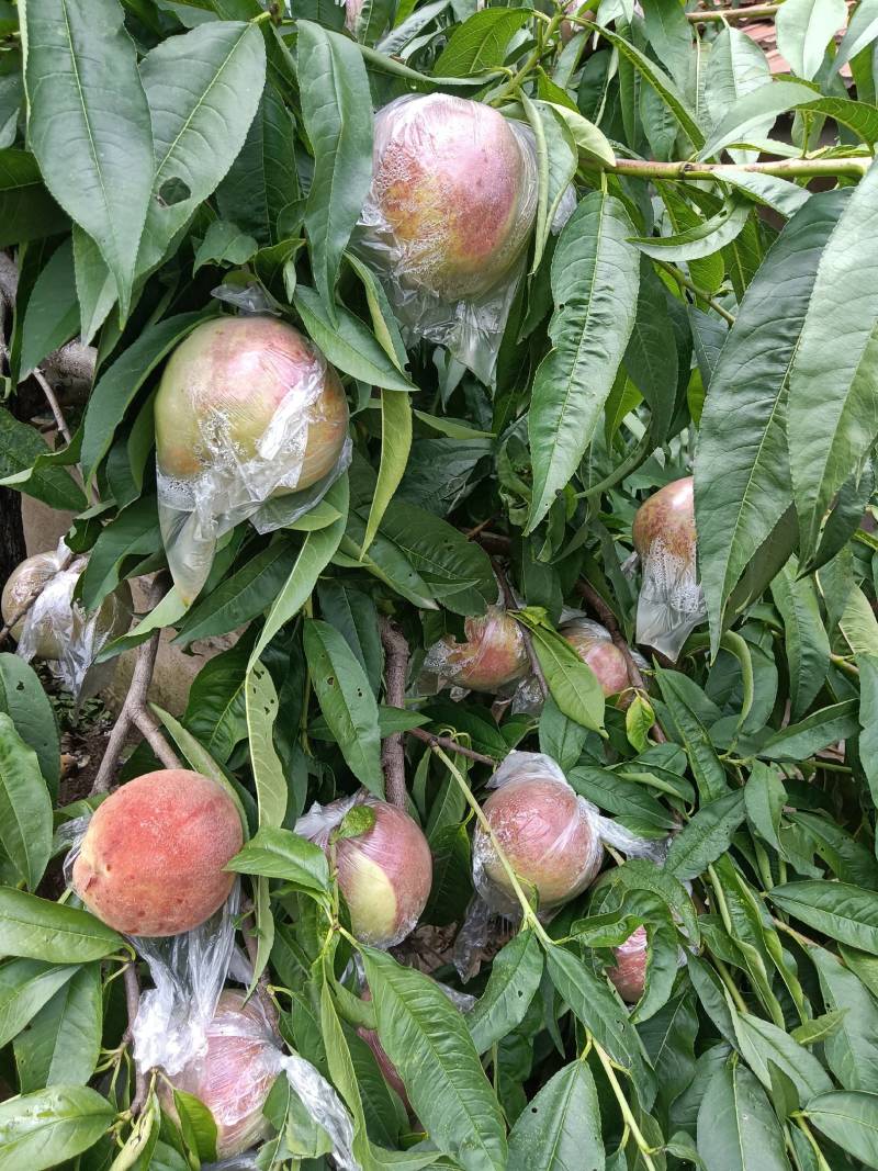 永莲蜜桃