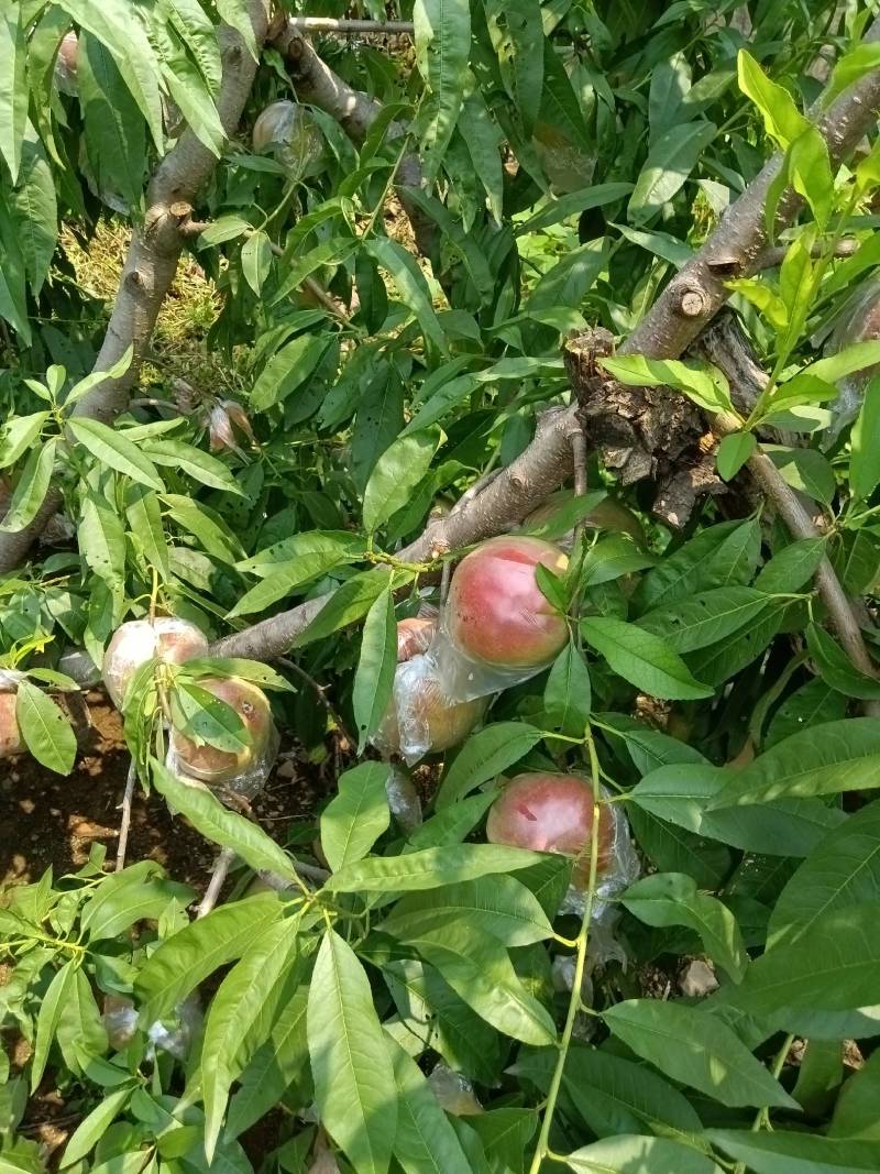 永莲蜜桃