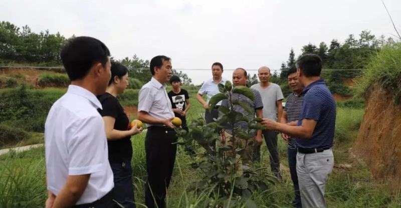 太秋甜柿苗/小果甜柿砧木嫁接/柿子苗现挖品种对版放心苗