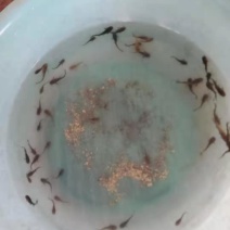 黄骨鱼苗