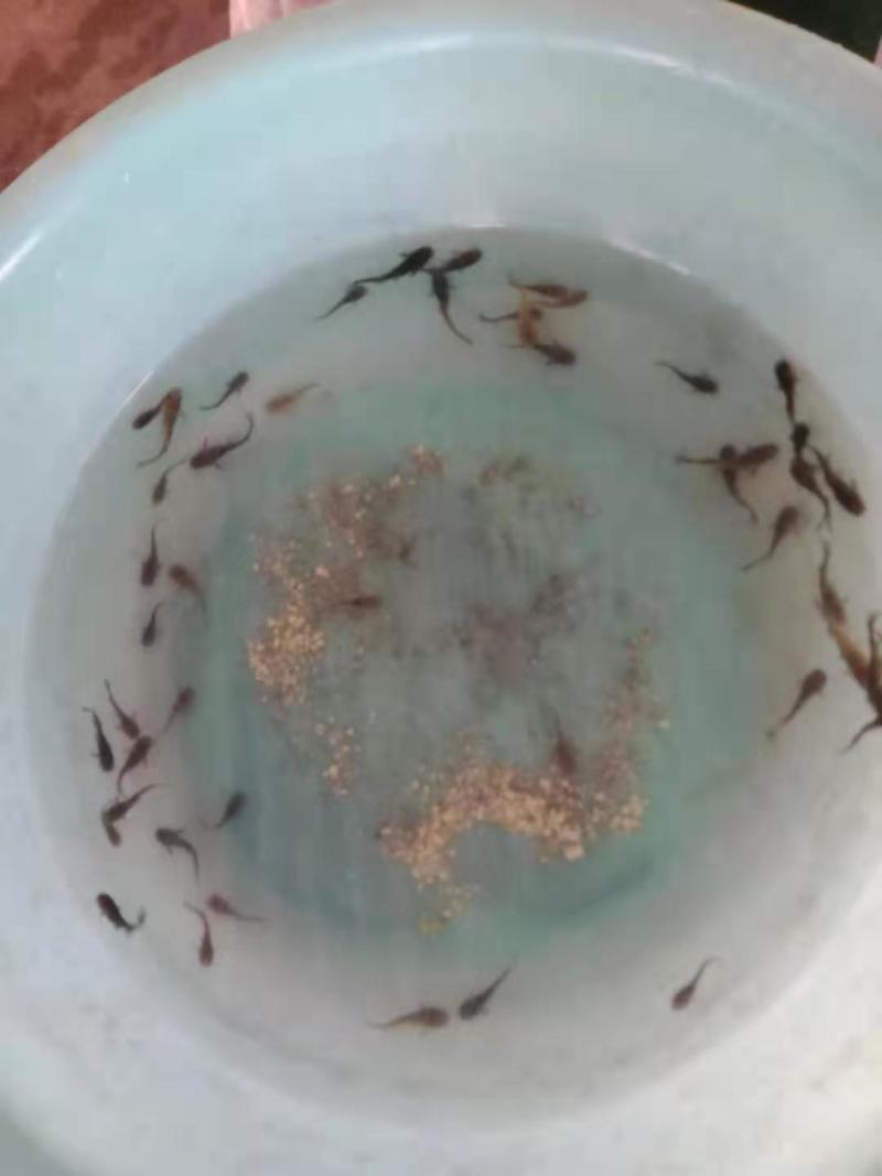 黄骨鱼苗