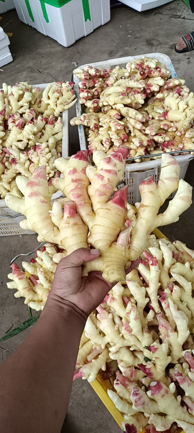 云南2黄姜云南小黄姜质量好保质保量货量大