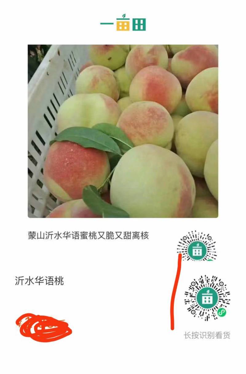 永莲蜜桃