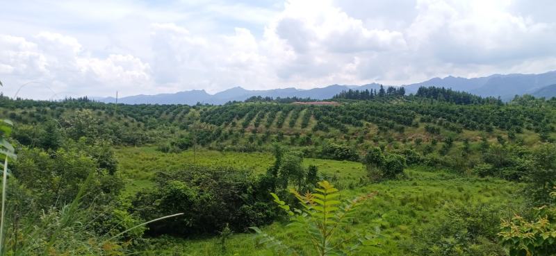 丁财两旺地。甲山庚向
