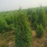 塔侩河北塔侩基地塔侩价格，河北塔侩基地，
