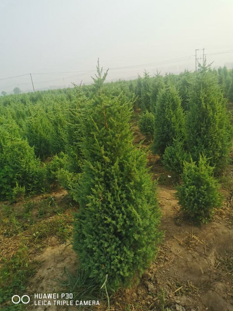 塔侩河北塔侩基地塔侩价格，河北塔侩基地，