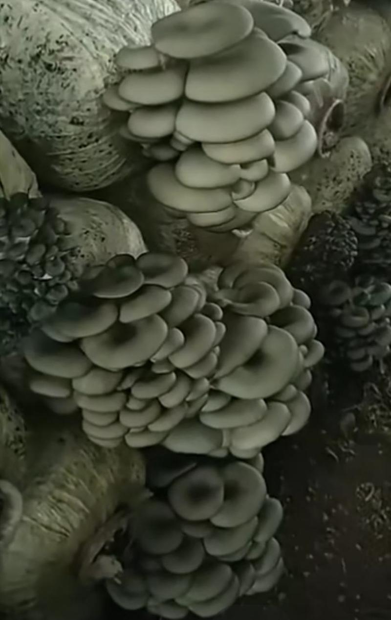 安徽蘑菇菌包平菇菌包安徽基地平菇菌棒直接出菇