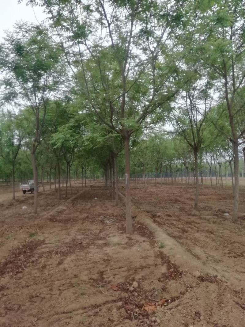 5公分栾树价格8公分栾树价格河北栾树基地