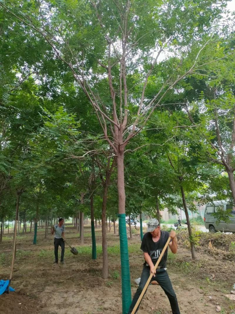 5公分栾树价格8公分栾树价格河北栾树基地