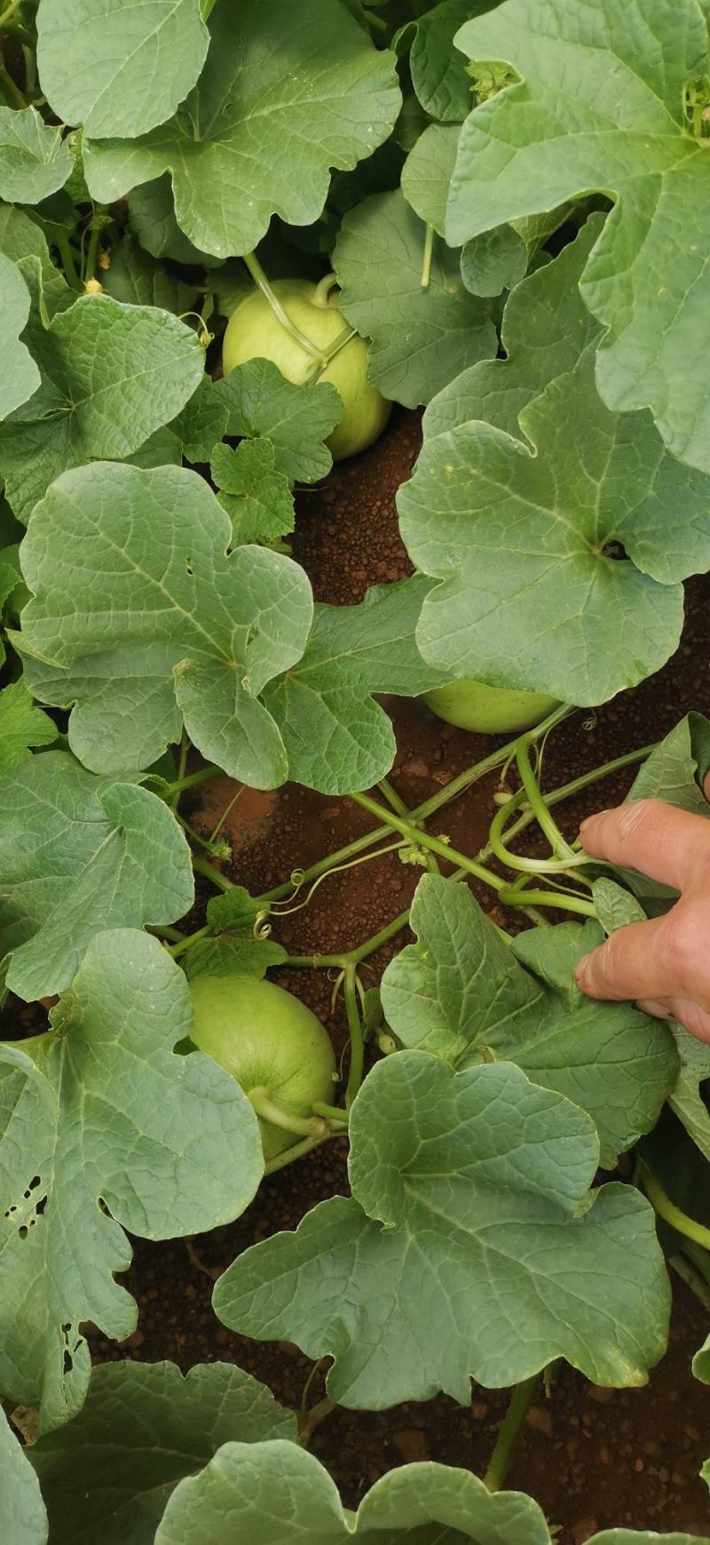 南宁横县广蜜一号珍珠瓜香瓜即将上市基地种植精品香瓜