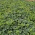 南宁横县广蜜一号珍珠瓜香瓜即将上市基地种植精品香瓜