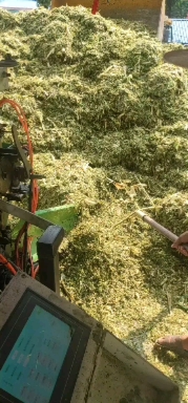 出售优质青黄储玉米秸秆，