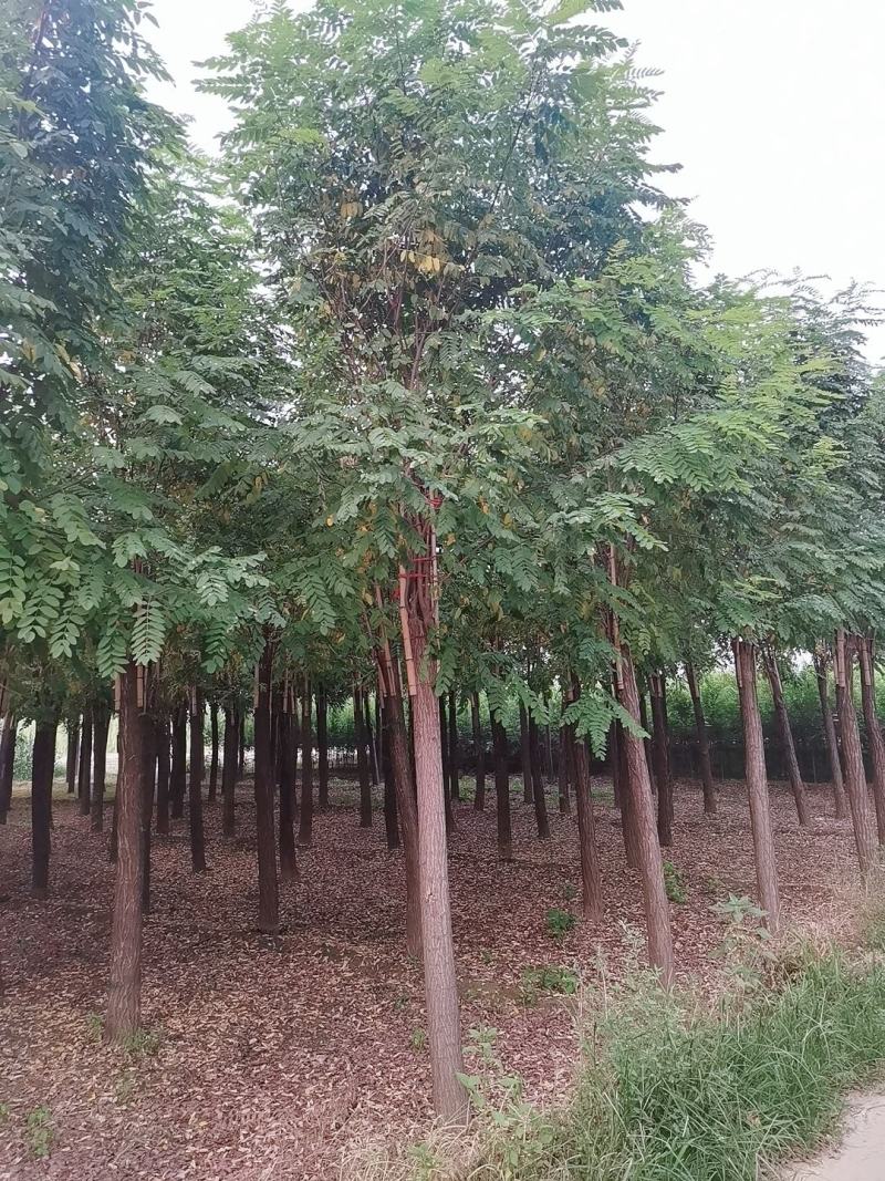 10公分红花刺槐香花槐价格，保定刺槐香花槐产地，
