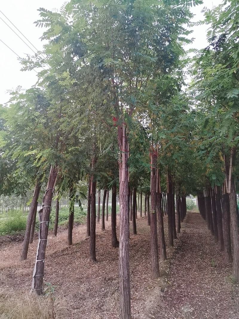 10公分红花刺槐香花槐价格，保定刺槐香花槐产地，
