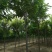 10公分红花刺槐香花槐价格，保定刺槐香花槐产地，