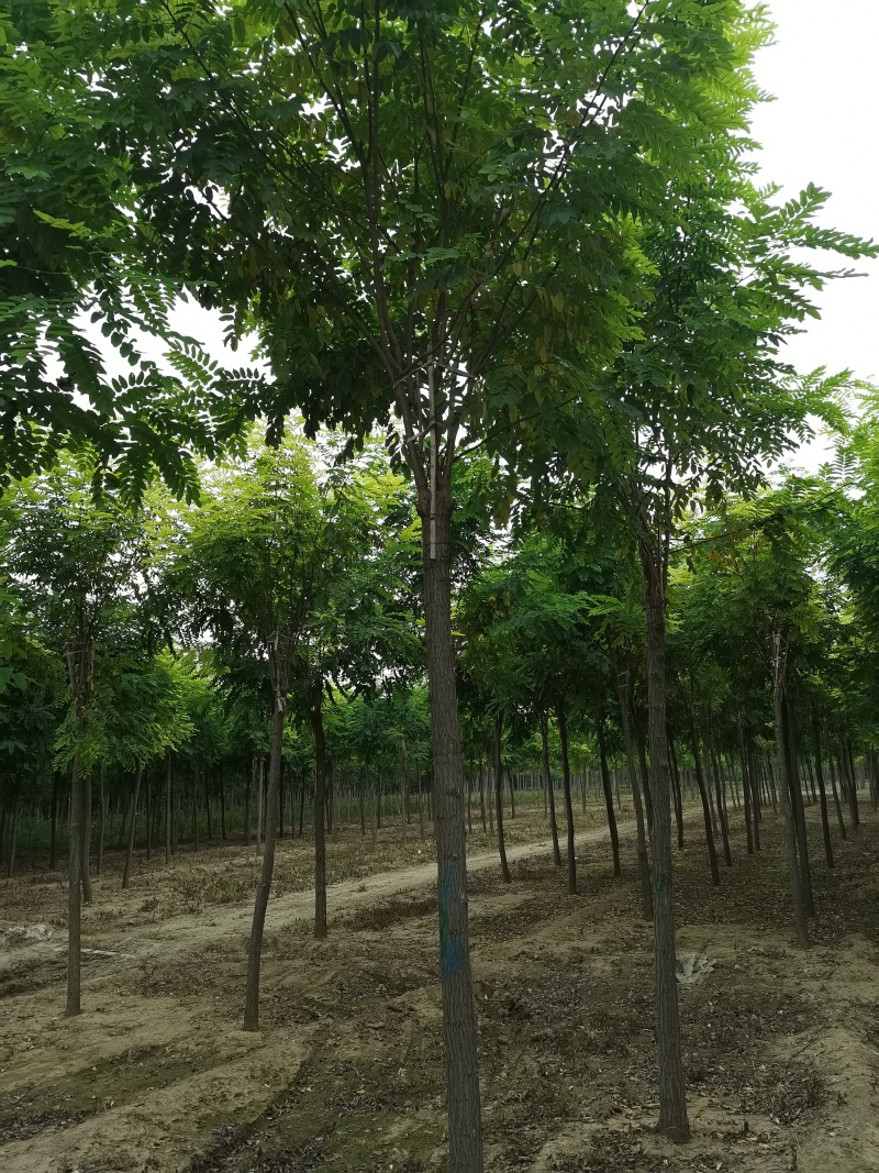 10公分红花刺槐香花槐价格，保定刺槐香花槐产地，