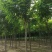 10公分红花刺槐香花槐价格，保定刺槐香花槐产地，