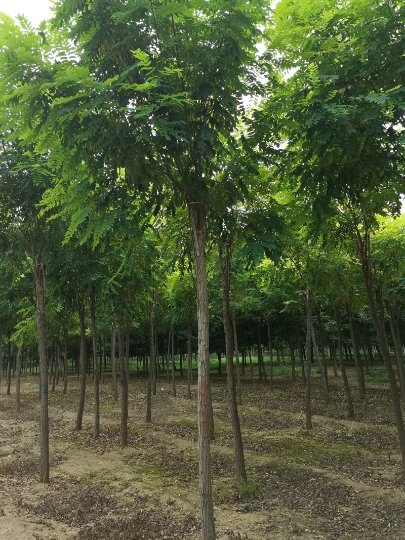 10公分红花刺槐香花槐价格，保定刺槐香花槐产地，