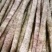 万亩精品小白嘴白山药,日供货量达到5-10万斤,全年接单出货