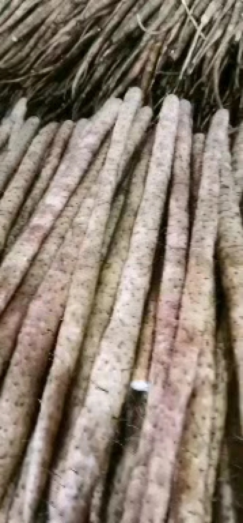 万亩精品小白嘴白山药，日供货量达到5-10万斤，全年接单出货