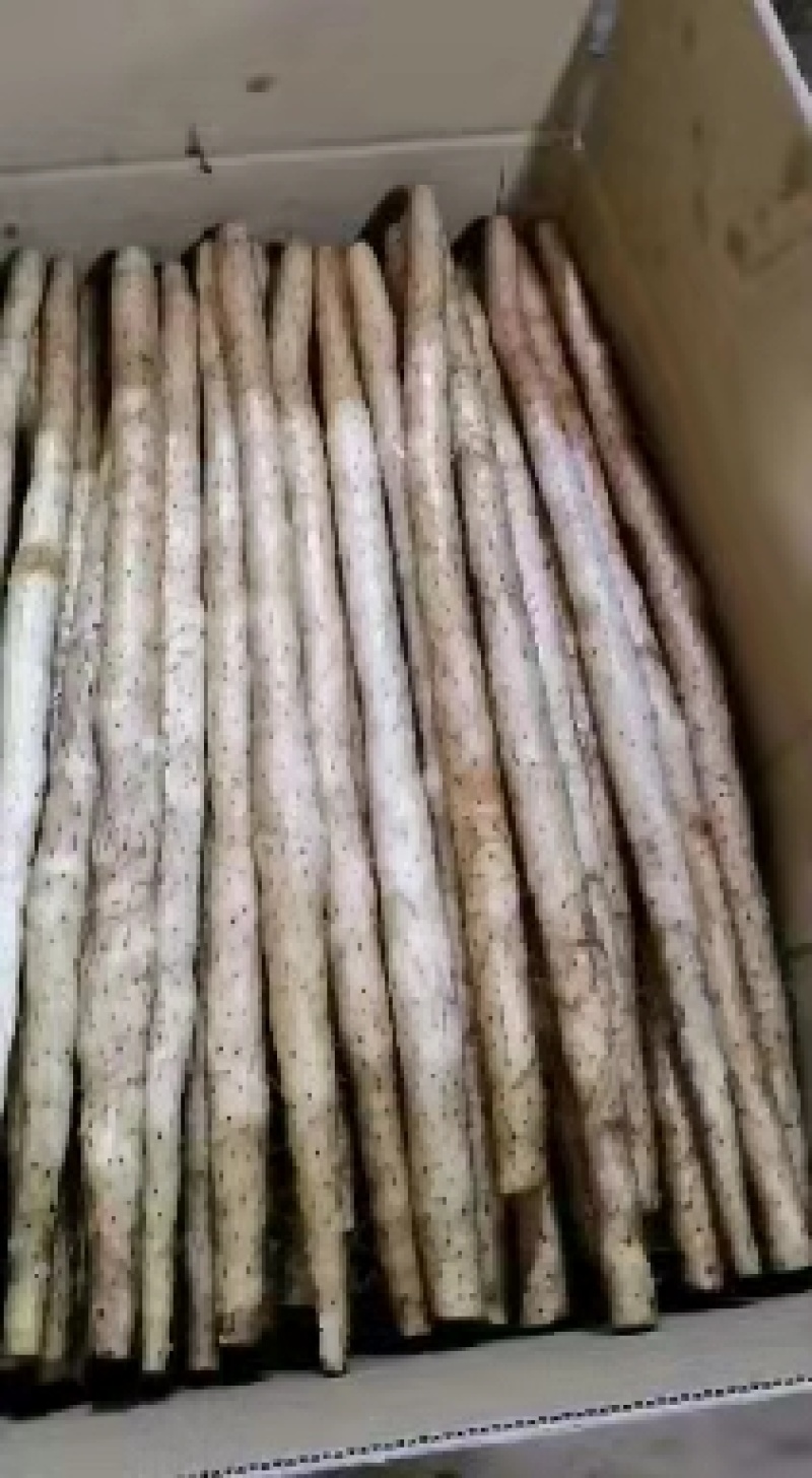 万亩精品小白嘴白山药，日供货量达到5-10万斤，全年接单出货