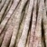 万亩精品小白嘴白山药,日供货量达到5-10万斤,全年接单出货