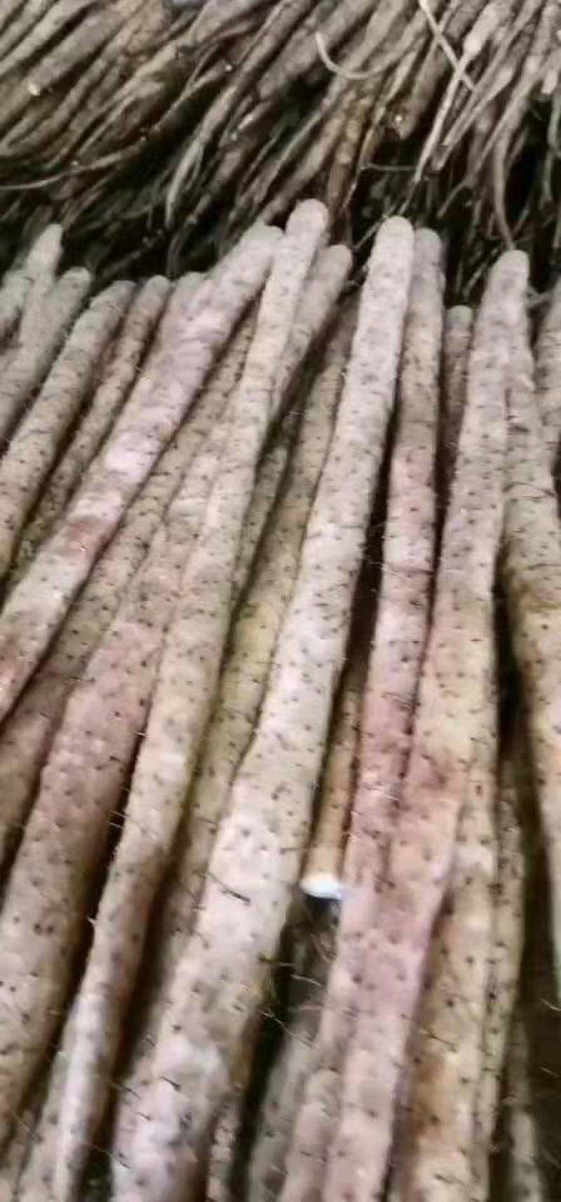 万亩精品小白嘴白山药，日供货量达到5-10万斤，全年接单出货