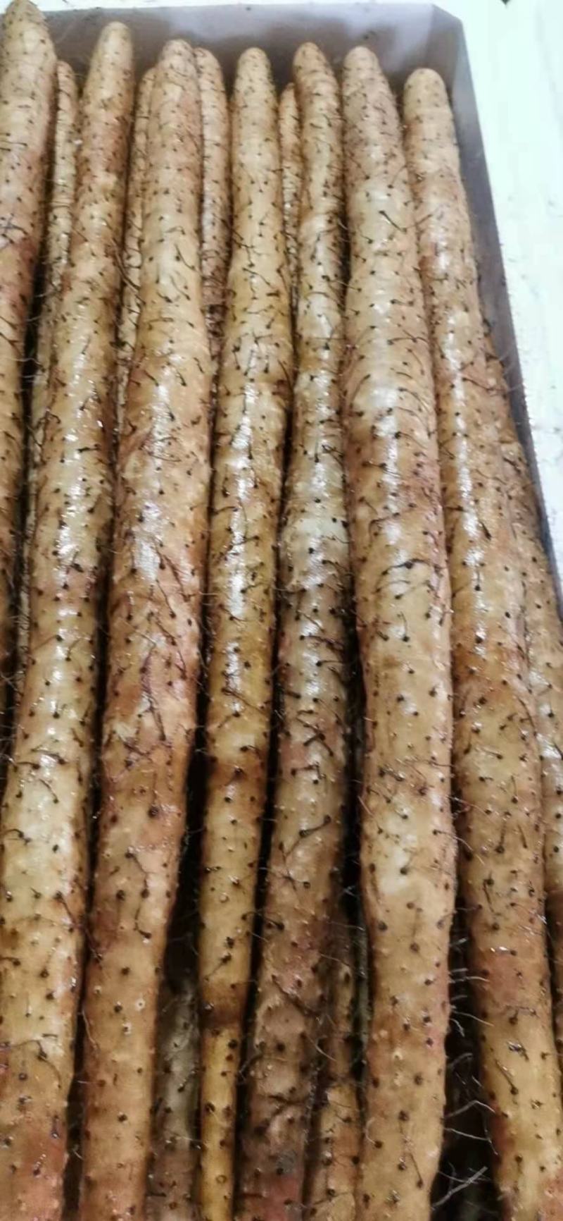 万亩精品小白嘴白山药，日供货量达到5-10万斤，全年接单出货