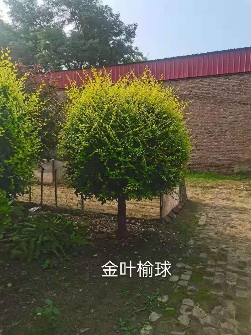 8公分金叶榆供应各路花卉，经营优质产品欢迎订购