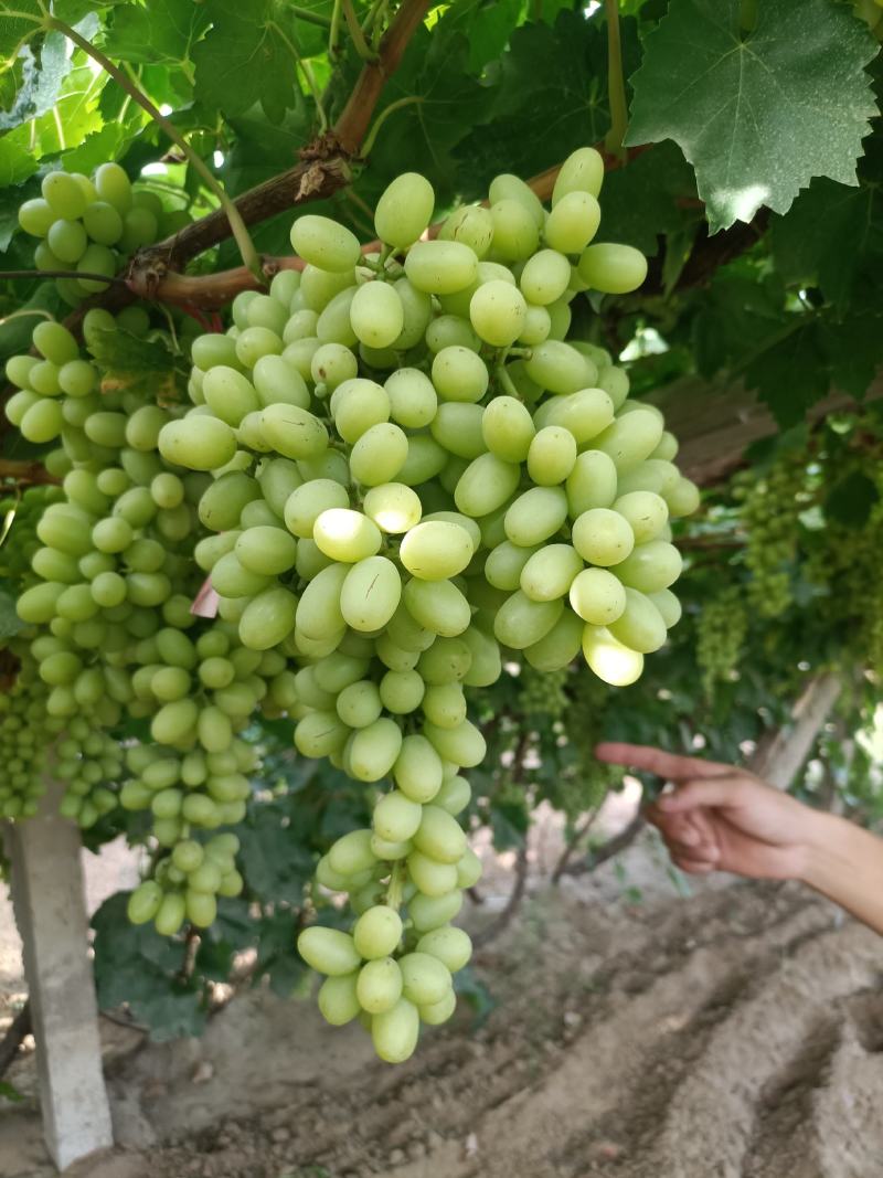 敦煌无核白葡萄大量上市了，欢迎各位老板前来收购，无核白葡