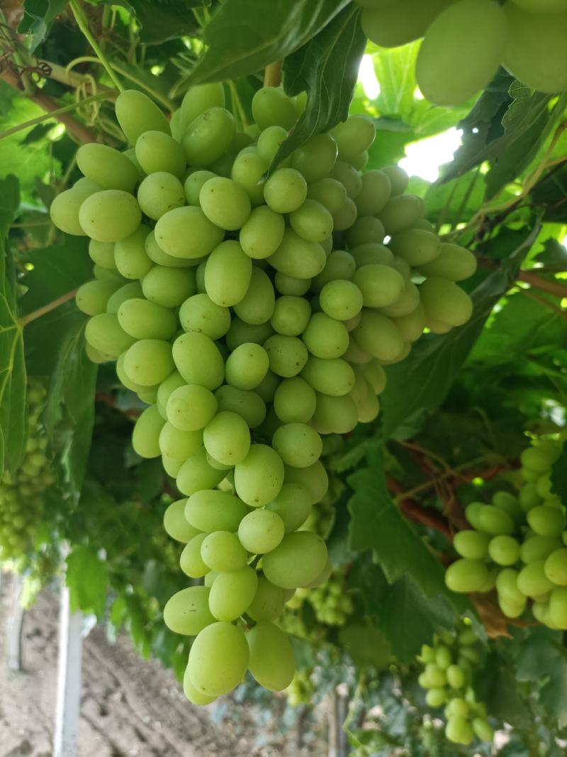 敦煌无核白葡萄大量上市了，欢迎各位老板前来收购，无核白葡
