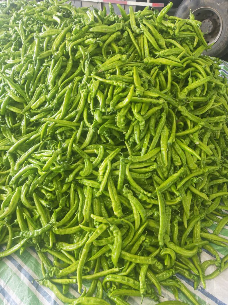 推荐长剑尖椒.鲜辣椒.黄绿皮.中辣.产地直发.