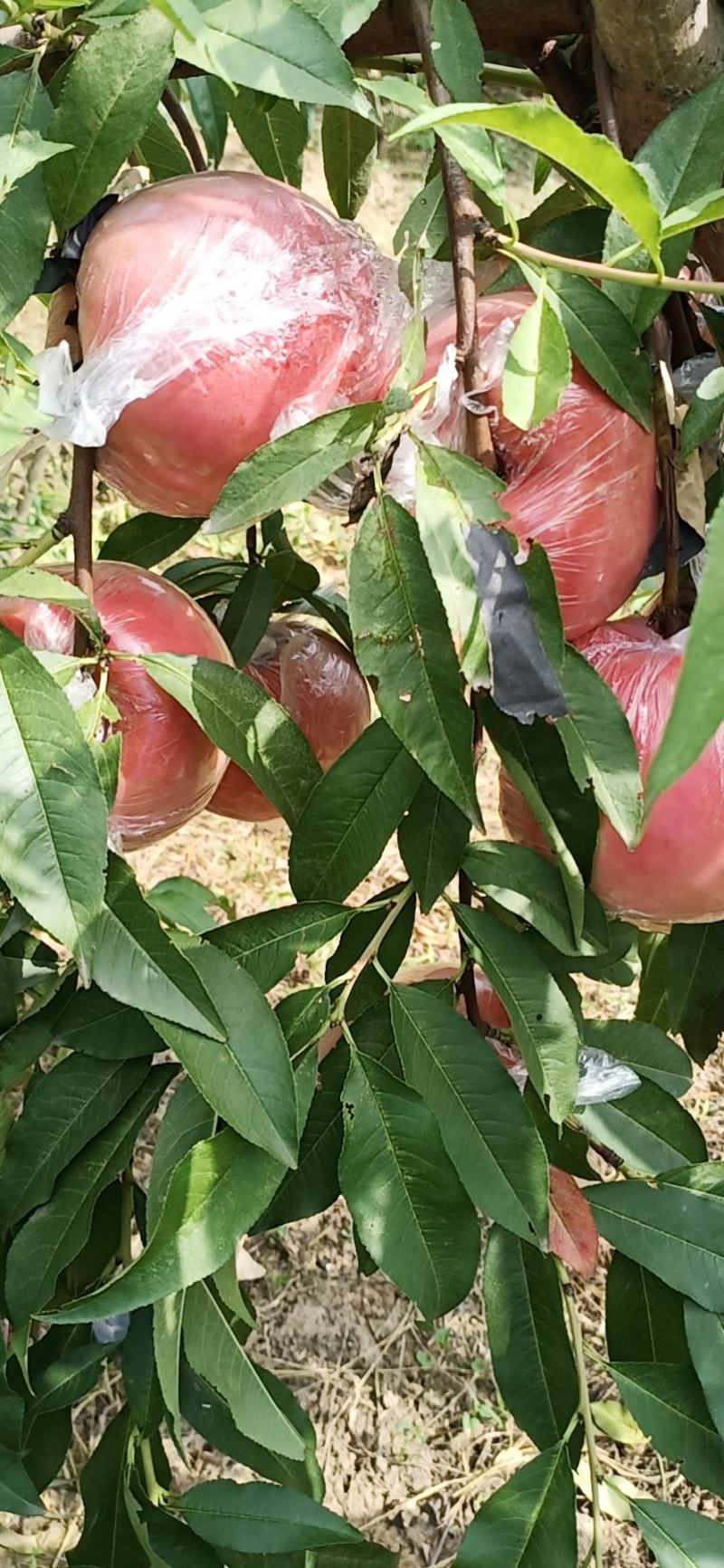 膜袋阿布白桃，秦王桃，富岛桃，杠一桃