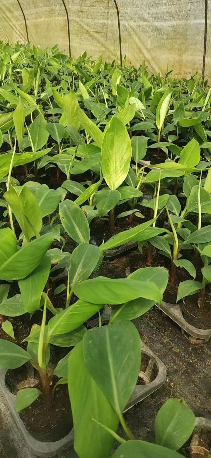 基地批发香蕉苗，红蕉苗，紫蕉苗，苹果香蕉苗，巴西香蕉苗，