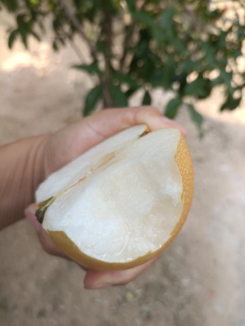 秋月梨.甜.爆汁.口感好.果面干净.视频恰谈.基地直供