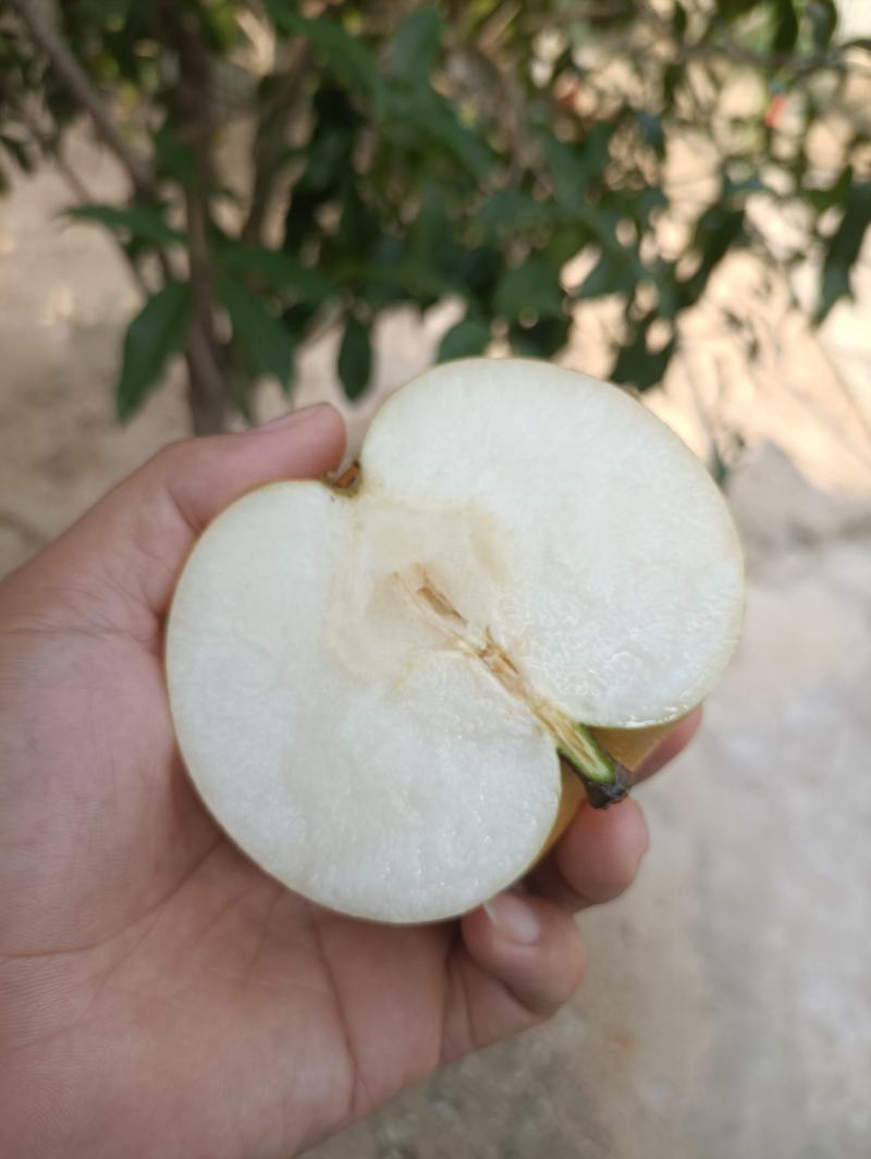 秋月梨.甜.爆汁.口感好.果面干净.视频恰谈.基地直供
