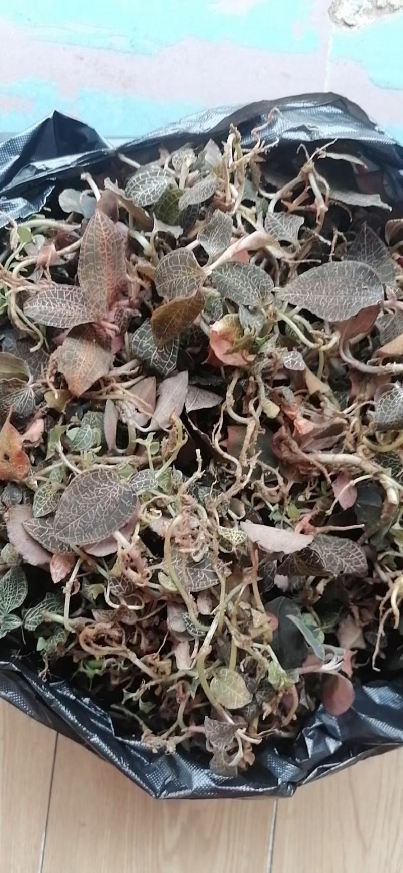金线莲