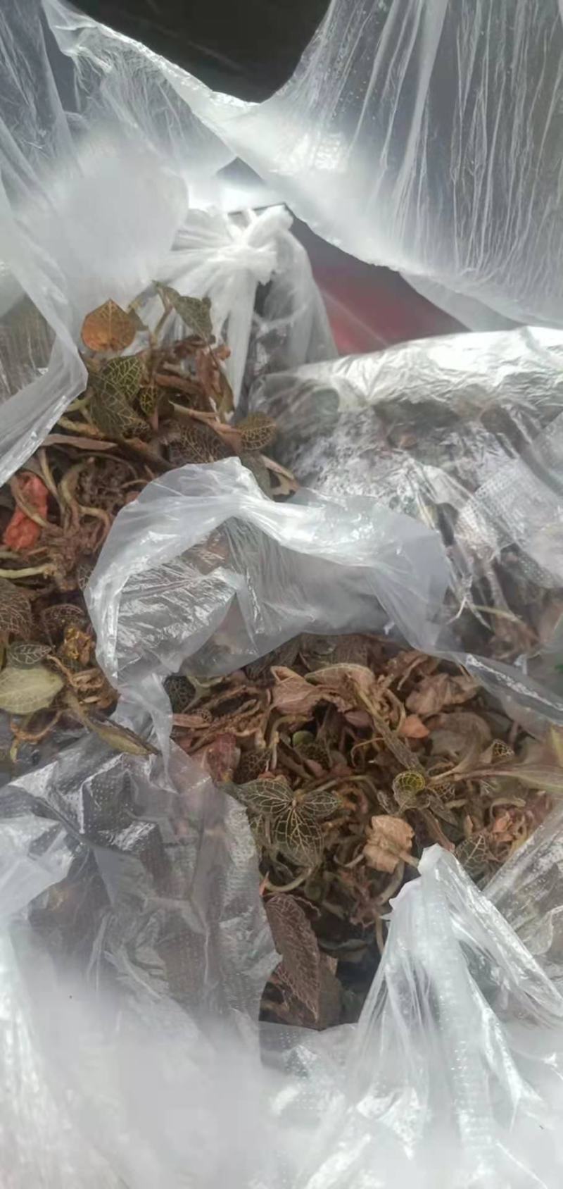 金线莲