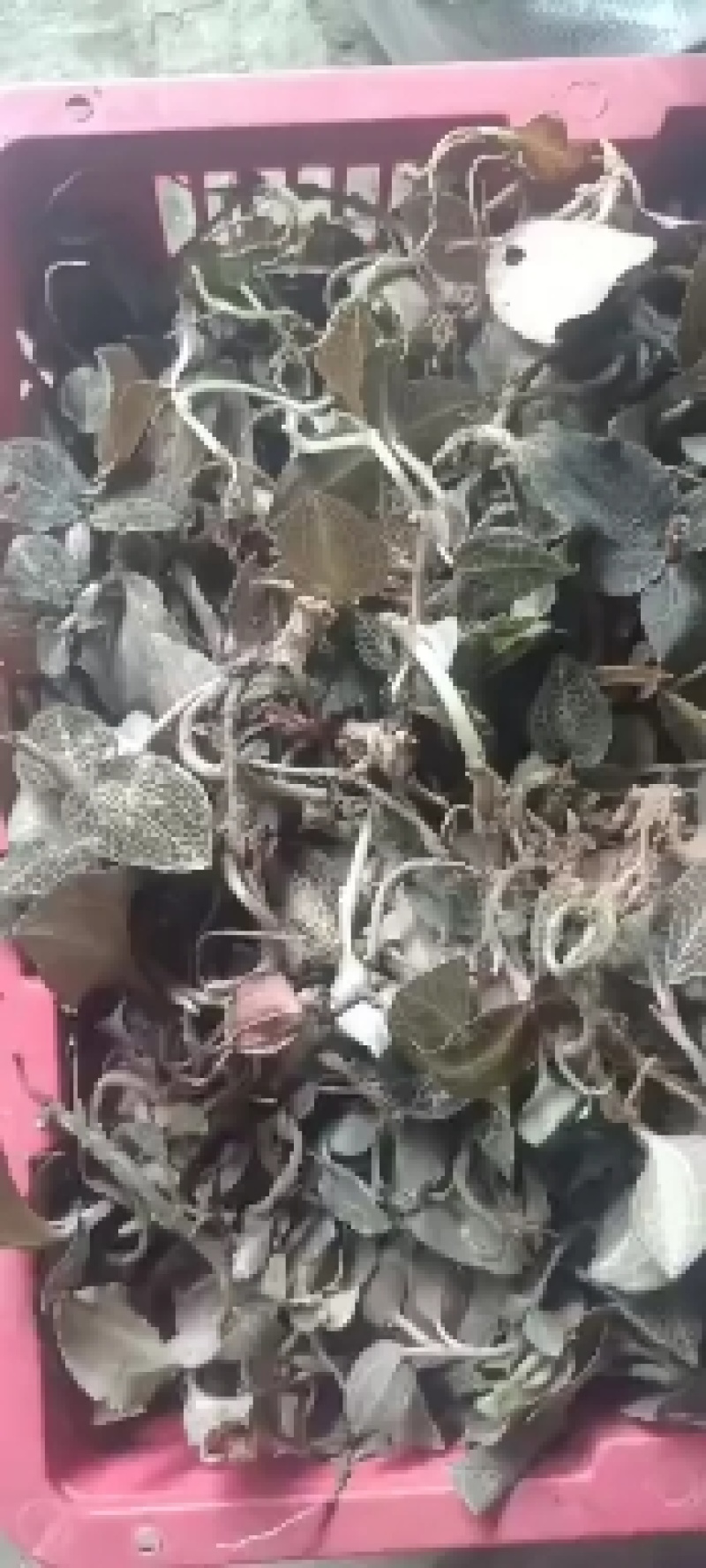 金线莲