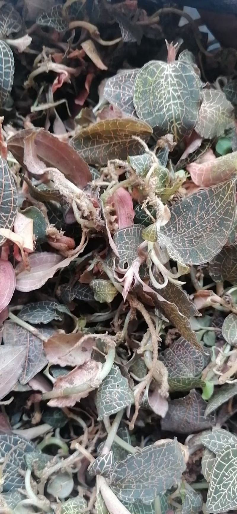 金线莲