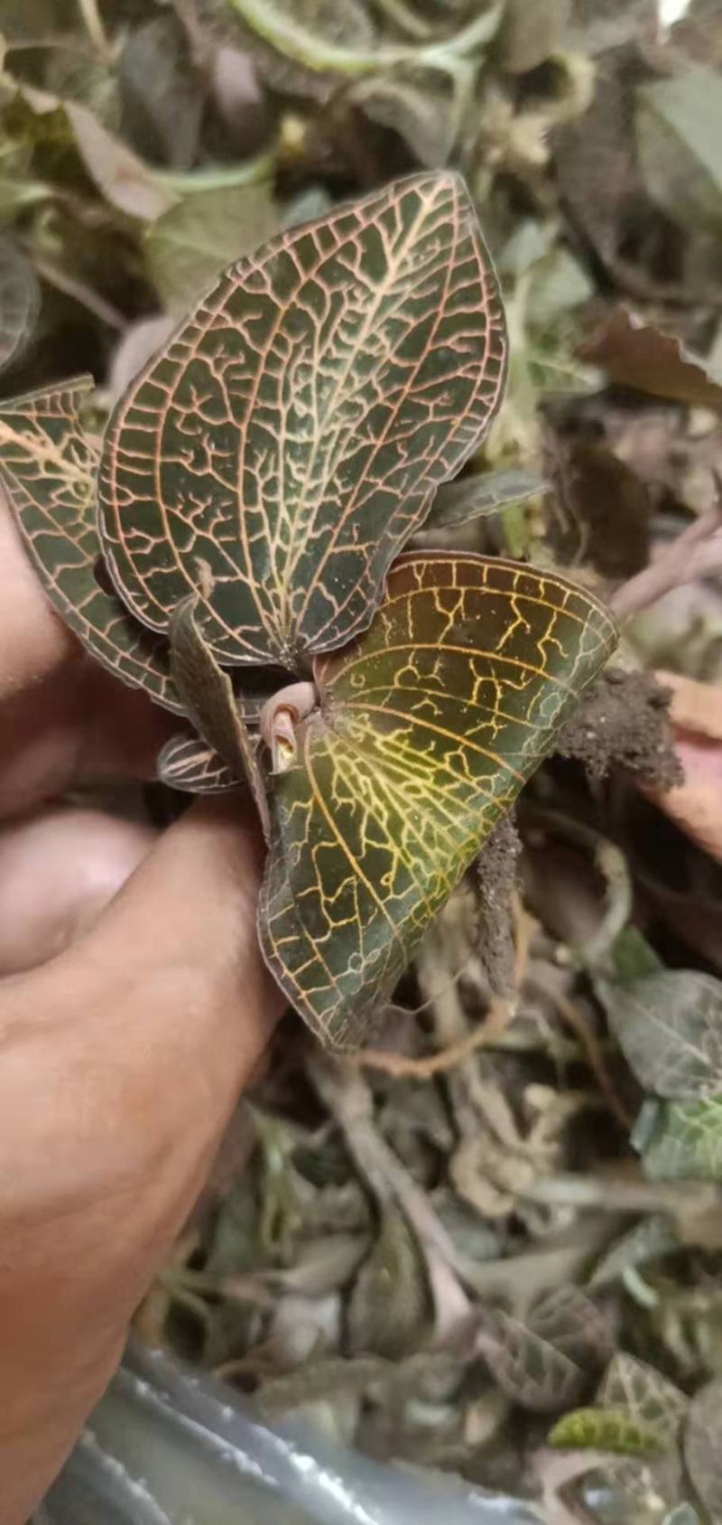 金线莲