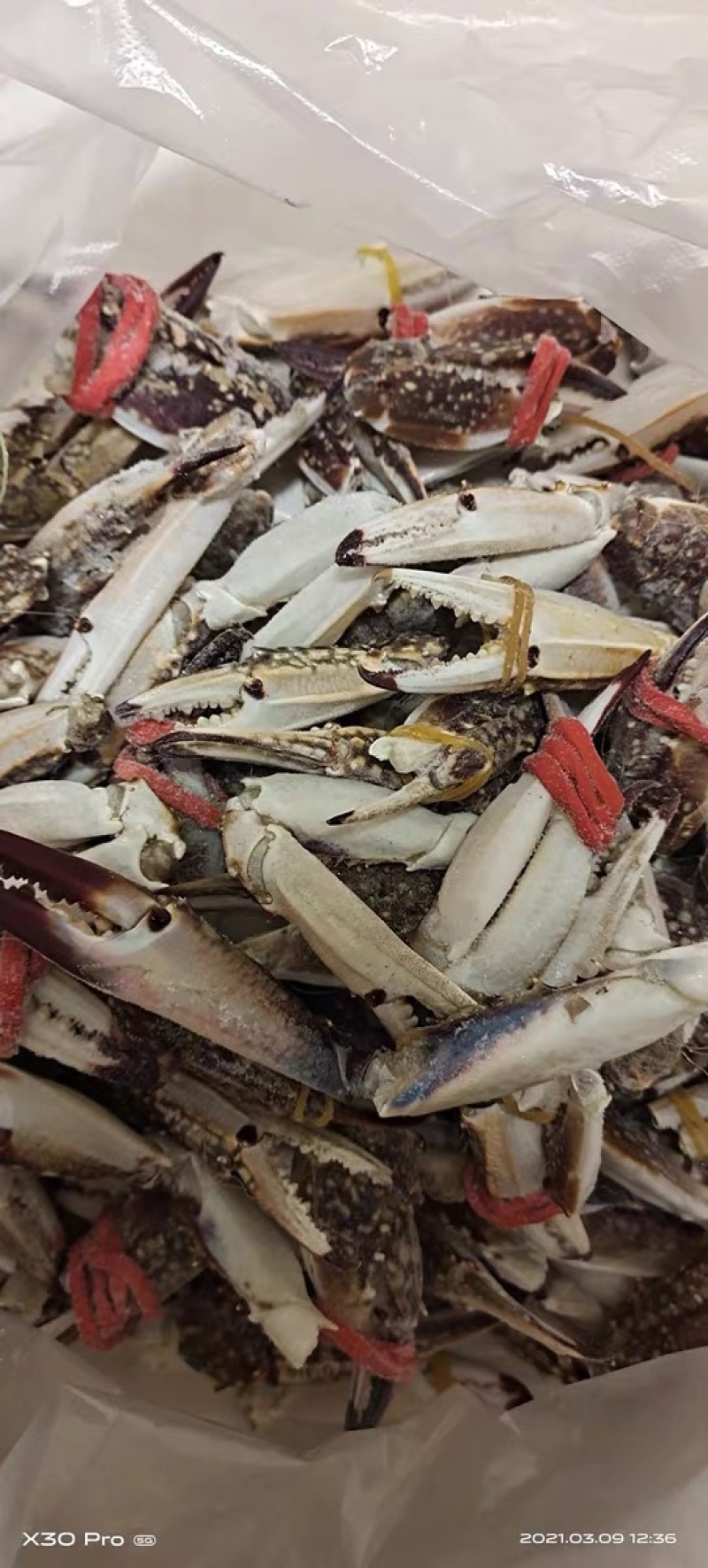 蟹脚本地海捕梭子蟹大规格蟹脚