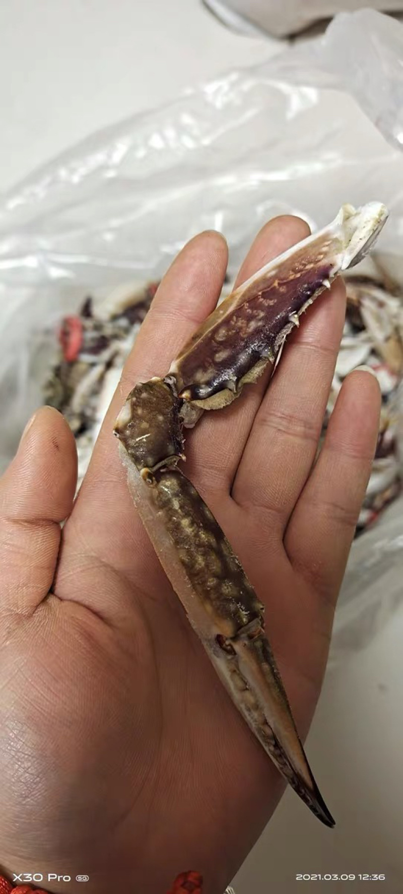 蟹脚本地海捕梭子蟹大规格蟹脚