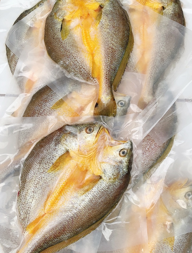 湛江特产新鲜现捕大黄花鱼去脏免杀一夜埕淡盐冷冻水产5条